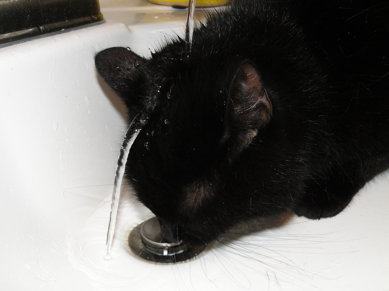 Black cat with head under running faucet, but drinking from the drain.