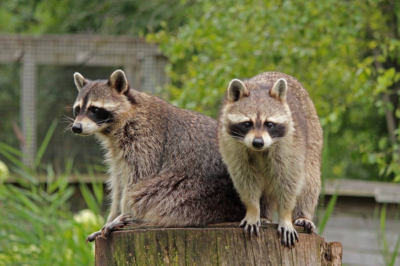 Two raccoons sitting on a tree stump.