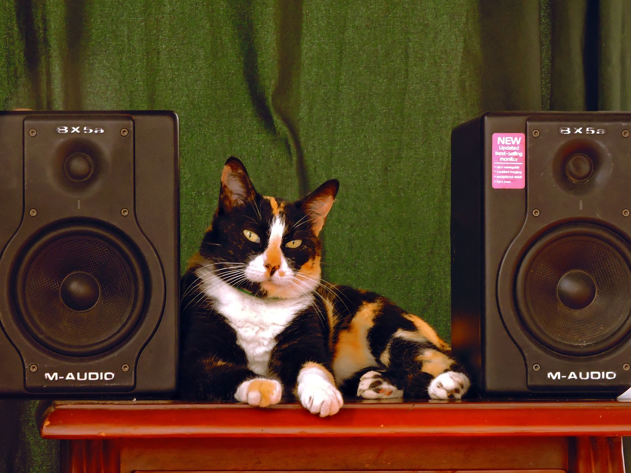 Calico cat sitting on a shelf between two speakers.