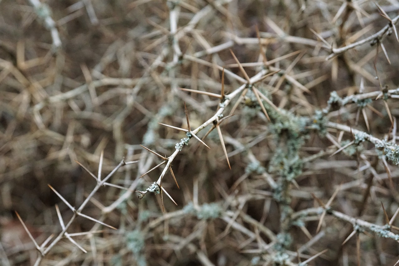 thorn hedge