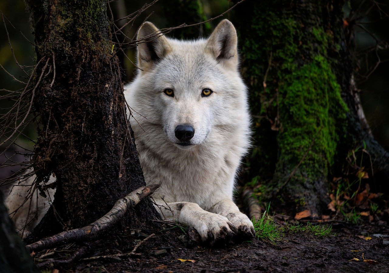 White wolf lying behind a tree.